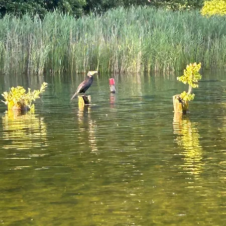 Lesny Woz Drzymaly Spore - 1500 M2 Terenu Na Wylacznosc! Nyaraló *